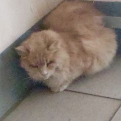 Подробнее об объявлении «Найдена кошка рыжая или кот Москва» Фото: найдена кошка  «Найдена кошка рыжая или кот Москва» в г. Москва
