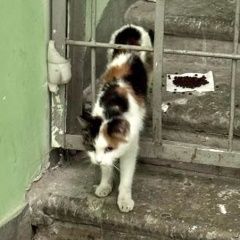 Подробнее об объявлении «Найдена кошка трёхцветная Москва» Фото: найдена кошка  «Найдена кошка трёхцветная Москва» в г. Москва