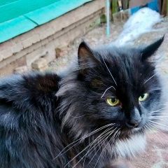 Подробнее об объявлении «Найден кот чёрный пушистый Москва» Фото: найдена кошка  «Найден кот чёрный пушистый Москва» в г. Москва