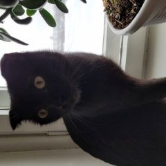 Подробнее об объявлении «Найден котик Йошкар-Ола» Фото: найдена кошка  «Найден котик Йошкар-Ола» в г. Йошкар-Ола