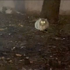 Подробнее об объявлении «Найден кот пушистый кот Москва» Фото: найдена кошка  «Найден кот пушистый кот Москва» в г. Москва