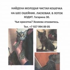 Подробнее об объявлении «Найдена кошка. на гагарина Чебоксары» Фото: найдена кошка  «Найдена кошка. на гагарина Чебоксары» в г. Чебоксары