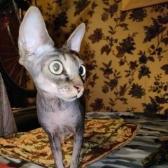 Подробнее об объявлении «Найдена кошка сфинкс Москва» Фото: найдена кошка Сфинкс «Найдена кошка сфинкс Москва» в г. Москва