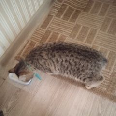 Подробнее об объявлении «Севастополь Найден кот» Фото: найдена кошка  «Севастополь Найден кот» в г. Севастополь