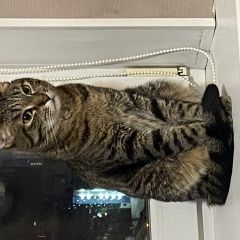 Подробнее об объявлении «Найден кот Екатеринбург» Фото: найдена кошка  «Найден кот Екатеринбург» в г. Екатеринбург