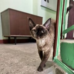 Подробнее об объявлении «Найдена кошка девон-рекс Москва» Фото: найдена кошка  «Найдена кошка девон-рекс Москва» в г. Москва