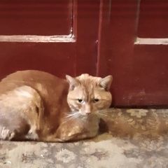 Подробнее об объявлении «Подольск Найден кот рыжий кот» Фото: найдена кошка  «Подольск Найден кот рыжий кот» в г. Подольск