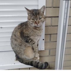 Подробнее об объявлении «Донецк (ДНР) Найдена кошка полосатая» Фото: найдена кошка  «Донецк (ДНР) Найдена кошка полосатая» в г. Донецк (ДНР)