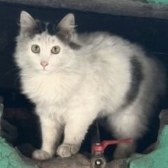 Подробнее об объявлении «Москва Найдена кошка белая пушистая» Фото: найдена кошка  «Москва Найдена кошка белая пушистая» в г. Москва