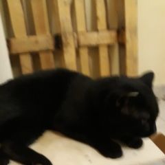 Подробнее об объявлении «Новосибирск Найден кот курильский бобтейл» Фото: найдена кошка Курильский бобтейл «Новосибирск Найден кот курильский бобтейл» в г. Новосибирск