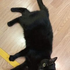 Подробнее об объявлении «Найден кот Нефтеюганск» Фото: найдена кошка  «Найден кот Нефтеюганск» в г. Нефтеюганск