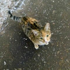 Подробнее об объявлении «Найдена кошка котёнок трёхцветка Москва» Фото: найдена кошка  «Найдена кошка котёнок трёхцветка Москва» в г. Москва