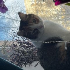 Подробнее об объявлении «Великий Новгород (Новгород) Найдена кошка подрезано правое ушко» Фото: найдена кошка  «Великий Новгород (Новгород) Найдена кошка...» в г. Великий Новгород (Новгород)