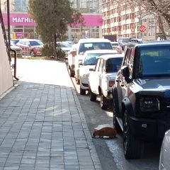 Подробнее об объявлении «Найдена кошка кот(кошка) домашний ярко-рыжий Анапа» Фото: найдена кошка  «Найдена кошка кот(кошка) домашний ярко-рыжий Анапа» в г. Анапа