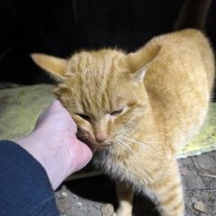 Подробнее об объявлении «Найден кот Кремёнки» Фото: найдена кошка  «Найден кот Кремёнки» в г. Кремёнки