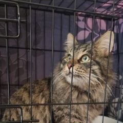 Подробнее об объявлении «Найдена кошка пушистая или кот Москва» Фото: найдена кошка  «Найдена кошка пушистая или кот Москва» в г. Москва