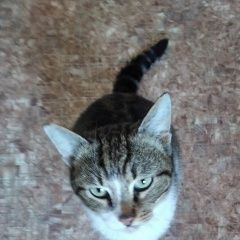 Подробнее об объявлении «Найден котик (или кошка? ) Каневская» Фото: найдена кошка  «Найден котик (или кошка? ) Каневская» в г. Каневская