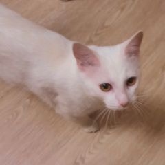 Подробнее об объявлении «Жуковский Найден кот чисто белый с жёлтыми глазами» Фото: найдена кошка  «Жуковский Найден кот чисто белый с жёлтыми глазами» в г. Жуковский