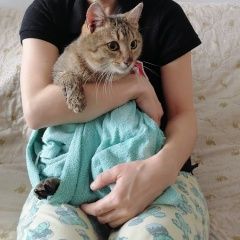 Подробнее об объявлении «Найден кот Казань» Фото: найдена кошка  «Найден кот Казань» в г. Казань