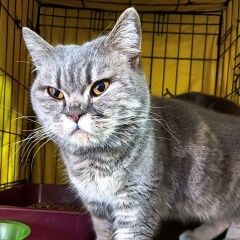 Подробнее об объявлении «Кемерово Найдена кошка» Фото: найдена кошка  «Кемерово Найдена кошка» в г. Кемерово