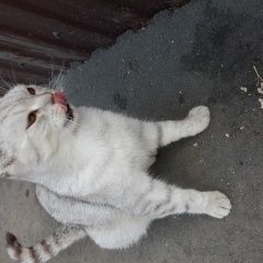 Подробнее об объявлении «Оренбург Найдена кошка или кот британской породы» Фото: найдена кошка Британская короткошерстная кошка «Оренбург Найдена кошка или кот британской породы» в г. Оренбург