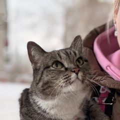 Подробнее об объявлении «Найдена кошка Новокузнецк» Фото: найдена кошка  «Найдена кошка Новокузнецк» в г. Новокузнецк