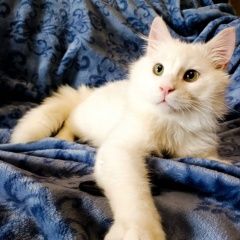 Подробнее об объявлении «Найден кот ангорский белый Москва» Фото: найдена кошка Турецкая ангора «Найден кот ангорский белый Москва» в г. Москва