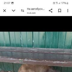 Подробнее об объявлении «Брянск Найдена кошка погибает кот» Фото: найдена кошка  «Брянск Найдена кошка погибает кот» в г. Брянск