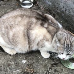 Подробнее об объявлении «Дубна Найдена кошка на вид домашняя породистая» Фото: найдена кошка  «Дубна Найдена кошка на вид домашняя породистая» в г. Дубна