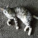 Подробнее об объявлении «Жуковский Найден кот.» Фото: найдена кошка  «Жуковский Найден кот.» в г. Жуковский