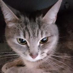 Подробнее об объявлении «Найдена кошка Воронеж» Фото: найдена кошка  «Найдена кошка Воронеж» в г. Воронеж