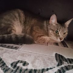 Подробнее об объявлении «Найдена кошка Воронеж» Фото: найдена кошка  «Найдена кошка Воронеж» в г. Воронеж