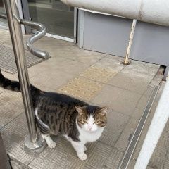 Подробнее об объявлении «Орел Найдена кошка живет около магазина» Фото: найдена кошка  «Орел Найдена кошка живет около магазина» в г. Орел