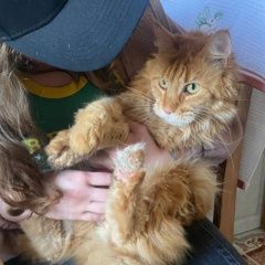 Подробнее об объявлении «Найдена кошка Кубинка» Фото: найдена кошка Мейн-кун «Найдена кошка Кубинка» в г. Кубинка
