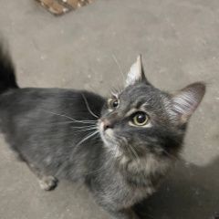 Подробнее об объявлении «Подольск Найдена кошка или кот серый» Фото: найдена кошка  «Подольск Найдена кошка или кот серый» в г. Подольск