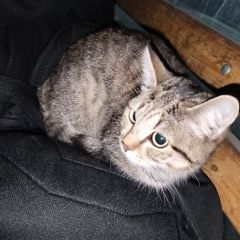 Подробнее об объявлении «Ангарск Найдена кошка кошечка» Фото: найдена кошка  «Ангарск Найдена кошка кошечка» в г. Ангарск