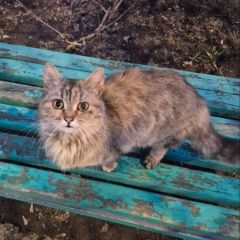 Подробнее об объявлении «Найдена кошка трехцветная, но больше серая Голицыно (Московская обл.)» Фото: найдена кошка  «Найдена кошка трехцветная, но больше серая...» в г. Голицыно (Московская обл.)