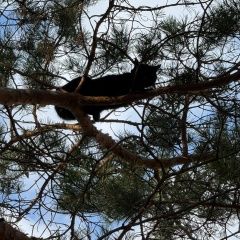 Подробнее об объявлении «Найдена кошка Березовский (Свердловская обл.)» Фото: найдена кошка  «Найдена кошка Березовский (Свердловская обл.)» в г. Березовский (Свердловская обл.)