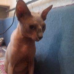 Подробнее об объявлении «Кемерово Найден кот породы сфинкс» Фото: найдена кошка Сфинкс «Кемерово Найден кот породы сфинкс» в г. Кемерово