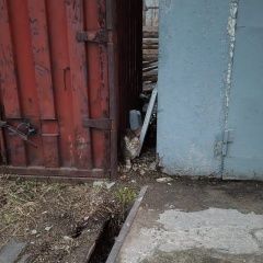Подробнее об объявлении «Найдена кошка Хабаровск» Фото: найдена кошка  «Найдена кошка Хабаровск» в г. Хабаровск