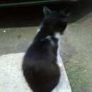 Подробнее об объявлении «Москва Найдена кошка» Фото: найдена кошка  «Москва Найдена кошка» в г. Москва