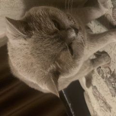 Подробнее об объявлении «Найдена кошка спасибо всем, боня нашлась Воронеж» Фото: найдена кошка Британская короткошерстная кошка «Найдена кошка спасибо всем, боня нашлась Воронеж» в г. Воронеж