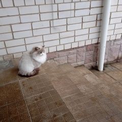 Подробнее об объявлении «Найдена кошка в августе 2024 года Воронеж» Фото: найдена кошка Невская маскарадная «Найдена кошка в августе 2024 года Воронеж» в г. Воронеж