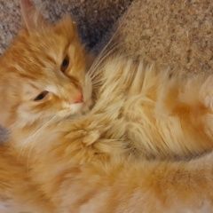 Подробнее об объявлении «Кемерово Найден кот рыжий кот в районе пр. октябрьски» Фото: найдена кошка  «Кемерово Найден кот рыжий кот в районе пр....» в г. Кемерово