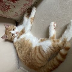 Подробнее об объявлении «Иноземцево Найден кот» Фото: найдена кошка  «Иноземцево Найден кот» в г. Иноземцево