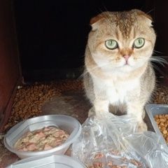 Подробнее об объявлении «Сургут Найдена кошка кот или кошка» Фото: найдена кошка  «Сургут Найдена кошка кот или кошка» в г. Сургут