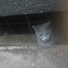 Подробнее об объявлении «Найдена кошка русская голубая Москва» Фото: найдена кошка Русская голубая кошка «Найдена кошка русская голубая Москва» в г. Москва
