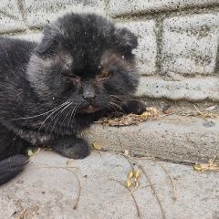 Подробнее об объявлении «Найдена кошка черный вислоухий Ташкент» Фото: найдена кошка  «Найдена кошка черный вислоухий Ташкент» в г. Ташкент