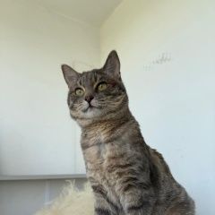Подробнее об объявлении «Найден кот Одинцово» Фото: найдена кошка  «Найден кот Одинцово» в г. Одинцово