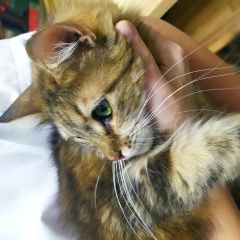 Подробнее об объявлении «Найдена кошка Краснодар» Фото: найдена кошка  «Найдена кошка Краснодар» в г. Краснодар